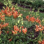Cranberry Dancer - inflorescence